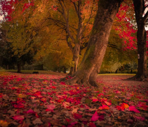 What Fall can teach us about change and happiness